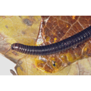 Vaspondró (Julidae) testfelépítése
