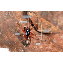 Hím vitorláspók (Linyphiidae) testfelépítése