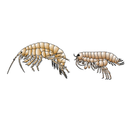 Bolharák (Gammarus) és szöcskerák (Talitridae) testfelépítése