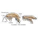 Bolharák (Gammarus) és szöcskerák (Talitridae) testfelépítése