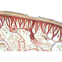 Orsógiliszta bőrizomtömlőjének részlete, fénymikroszkópos kép