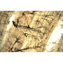 Csótány harántcsíkolt izma és légcsövei. Fénymikroszkópos kép