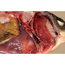 A mellúszó és függesztıövének eltávolítása után feltárul a szívburoküreg. Felette látható egy nyirokszerv, a fejvese