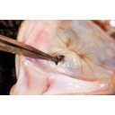 A szájfenék hátulsó része a gégefővel és a nyelőcsőbemenettel