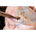 A szájfenék hátulsó része a gégefővel és a nyelőcsőbemenettel