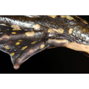 A sarokgumó és az 1. ujj aránya fajonként változó, a kép a kecskebéka hátsó lábát mutatja