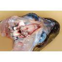 A felnyitott kecskebéka koponya, benne az agyvelő és a mészzsákban a belső fül