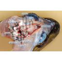 A felnyitott kecskebéka koponya, benne az agyvelő és a mészzsákban a belső fül