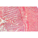 Földigiliszta nyeregtájéki bőrizomtömlőjének fénymikroszkópos képe