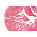 A serte elhelyezkedése a giliszta bőrizomtömlőjében. Fénymikroszkópos kép