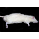 Hím laboratóriumi fehérpatkány oldalnézetben