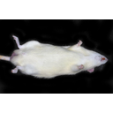 Hím laboratóriumi fehérpatkány hasi nézete