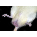 Hím laboratóriumi fehérpatkány alhasi része