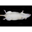 Nőstény laboratóriumi fehérpatkány hasi nézete