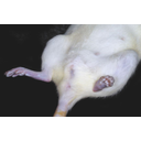 Nőstény laboratóriumi fehérpatkány alhasi része