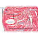 Sertetok elhelyezkedése a giliszta bőrizomtömlőjében. Hosszmetszeti kép