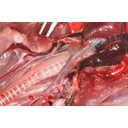 Az aortából kiágazó nagy artériák enyhe aszimmetriát mutatnak