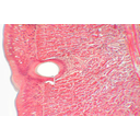 Sertetok elhelyezkedése a giliszta bőrizomtömlőjében. Hosszmetszeti kép