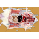 Patkány feltárt nyaki, mellüregi és hasüregi szervei eredeti helyükön