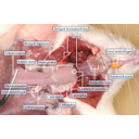A pofák és az állkapocs átvágásával részletesen megvizsgálhatjuk a patkány szájüregi és garatképleteit
