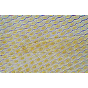 Reszelőnyelv fénymikroszkópos képe
