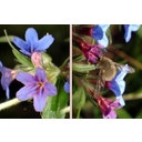 Erdei gyöngyköles (Buglossoides purpureo-coerulea) eltérő színű virágai