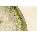 Hagyma kéregrészletének fénymikroszkópos képe