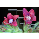 Orvosi atracél (Anchusa officinalis) ecetsavba áztatott virágai