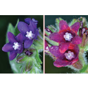 Orvosi atracél természetes színű és 20%-os ecetsavba áztatott virágai