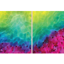 A nátrium-hidroxid diffúziós határvonalánál sárga, zöld, kék, lila és piros sejtek is megfigyelhetők