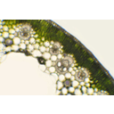 Káka szárkeresztmetszetének fénymikroszkópos képe