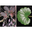 Sóskaborbolya (Berberis vulgaris) fogas és kerek repkény (Glechoma hederacea) csipkés szélű levelei
