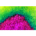 Vöröskáposzta metszetének színváltozása nátrium-hidroxid-oldat hatására