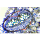 Páfrány edénynyaláb keresztmetszete, toluidinkékkel festett fénymikroszkópos metszet
