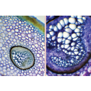 Erdei pajzsika rizóma-keresztmetszeti képe. Toluidinkékkel megfestett fénymikroszkópos metszet