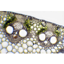 Kukorica szárkeresztmetszetének részlete fénymikroszkópos képen