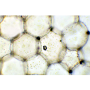 Begónia bélparenchima sejtje kalcium-oxalát-kristállyal