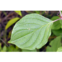 Veresgyűrű som (Cornus sanguinea) ép szélű levele
