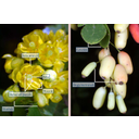 A sóskaborbolya (Berberis) virágai és termései