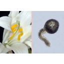 Fehér lilom (Lilium candidum) virága és tömlőt hajtó pollenje
