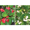Piros és fehér virágú virágú begónia (Begonia elatior)