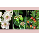 Egybibés galagonya (Crataegus monogyna) virágai, fejlődő és érett termései