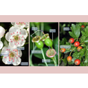 Egybibés galagonya (Crataegus monogyna) virágai, fejlődő és érett termései