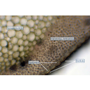 Mechanikai alapszövet (lemezes kollenchima) kétszikű szár bőrszövete alatt