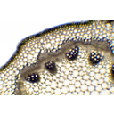 Fekete nadálytő szárkeresztmetszetének fénymikroszkópos képe