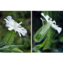 Fehér mécsvirág (Melandrium album) termős virága