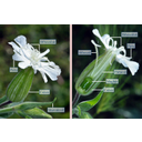 Fehér mécsvirág (Melandrium album) termős virága