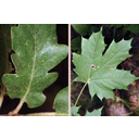 Molyhos tölgy (Q. pubescens) és korai juhar (Acer platanoides) hasadt levele
