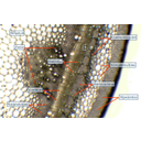Mécsvirág szárkeresztmetszetének fénymikroszkópos képe