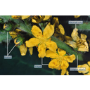 A közönséges párlófű (Agrimonia eupatoria) füzérvirágzata